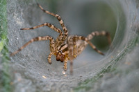 Grass Spider