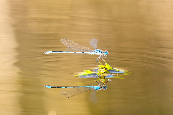 Familiar Bluet