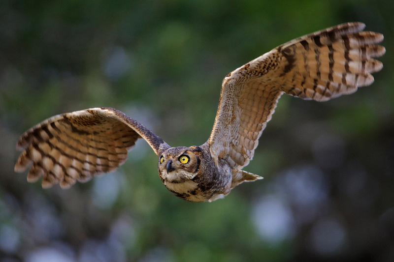 Wildlife in Focus | 2017 Birds