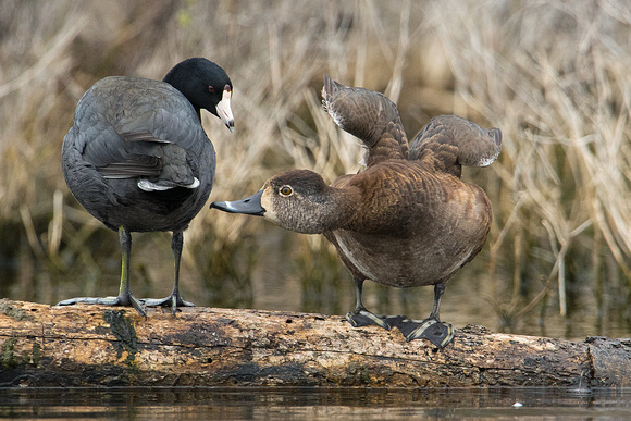 American Coot & Ring-necked Duck