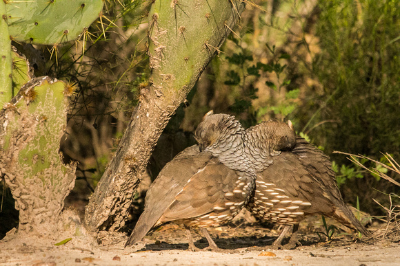 Chestnut-bellied Scaled Quail