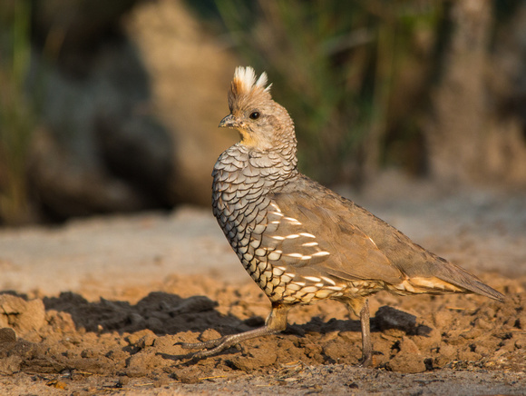 Chestnut-bellied Scaled Quail