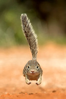 Rio Grande Ground Squirrel