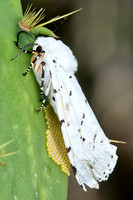 Saltmarsh Caterpillar & egg mass