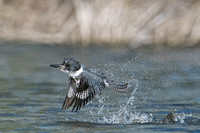 Action - Belted Kingfisher