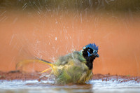 Action - Green Jay