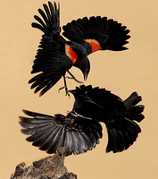 Action - Red-winged Blackbirds