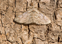 Camouflage - Geometrid Moth