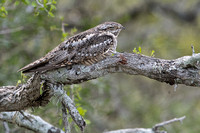 Camouflage - Lesser Nighthawk