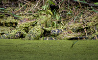 Camouflage - American Alligators