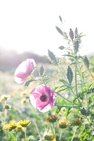 Wildflowers - Variegated Prickly Poppy, Huisache Daisy