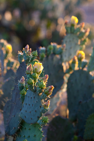 Cactus - Texas Prickly pear