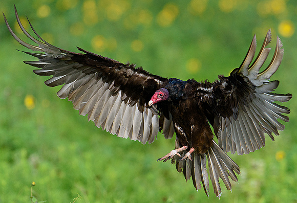 Turkey Vulture