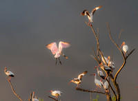 White Ibis and Roseate Spoonbill