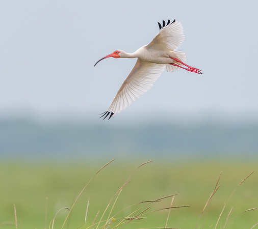 White Ibis