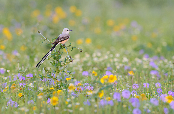 Scissor-tailed Flycatcher