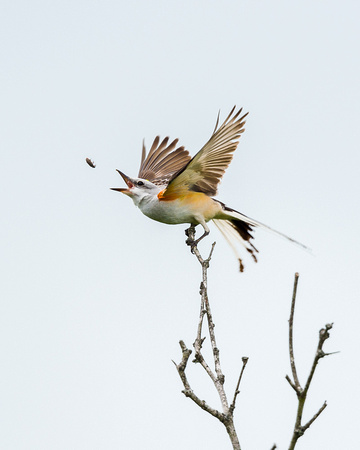 Scissor-tailed Flycatcher