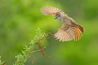Ash-throated Kingbird