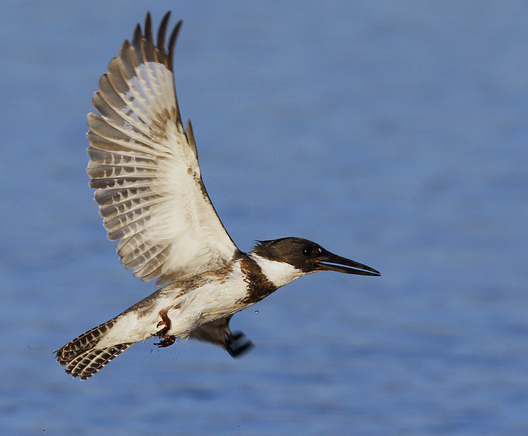 Wildlife in Focus | 2015 Birds