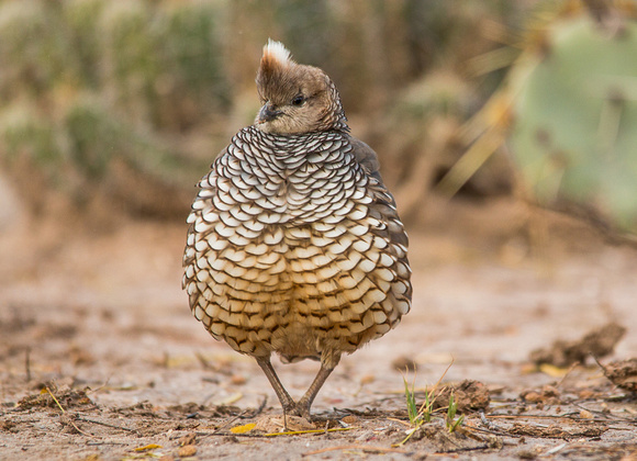 Scaled Quail