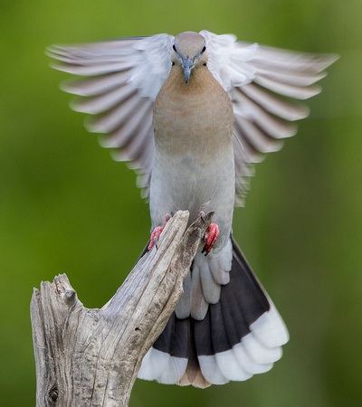 White-winged Dove