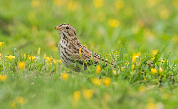 Savannah Sparrow