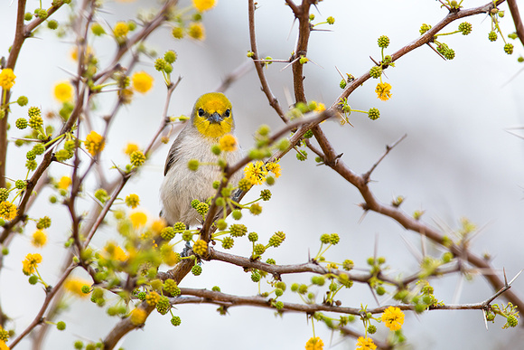 Verdin