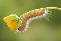 Tiger Moth Caterpillar