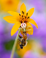 Crab Spider with captured Honey Bee
