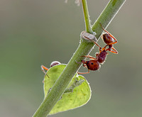 Red Harvester Ant