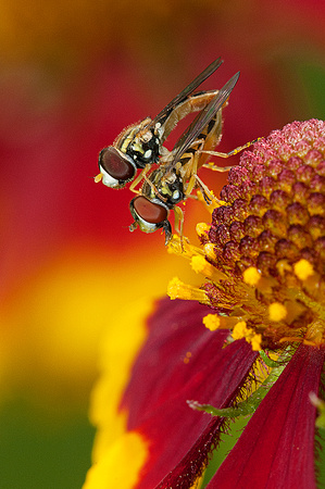Hover Flies or Flower Flies