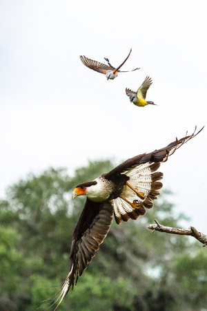 Crested Caracara, Scissor-tailed Flycatcher, & Couch’s Kingbird