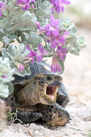 Texas Tortoise