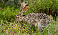 Black-tailed Jack rabbit