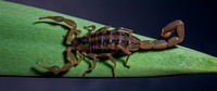 Striped Scorpion