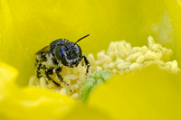 Woodborer Bee