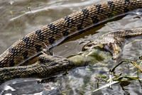 Diamondback Water Snakes