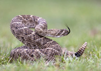 Western diamond-backed rattlesnake