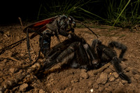 Tarantula-hawk Wasp
