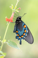 Pipevine Swallowtail