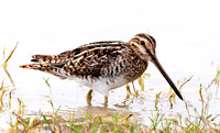 Wilson's Snipe