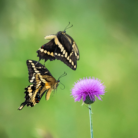 Giant Swallowtail