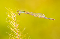 Citrine Forktail