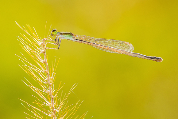 Citrine Forktail