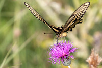 Giant Swallowtail