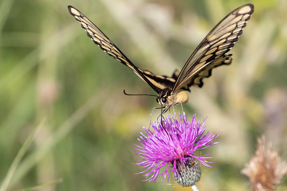 Giant Swallowtail