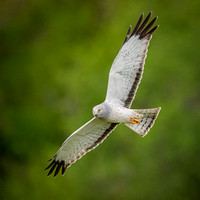 Northern Harrier