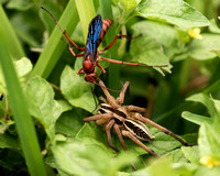 Spider Wasp / Wolf Spider