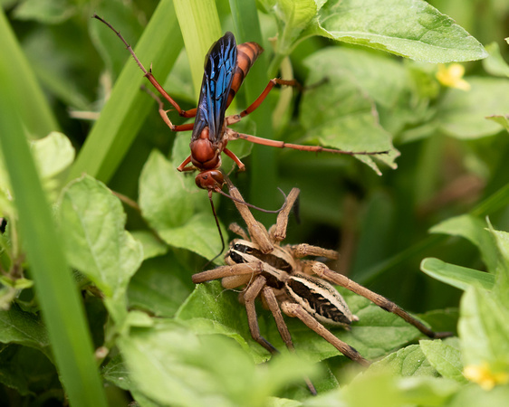 Spider Wasp / Wolf Spider