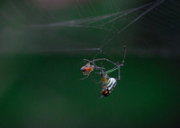 Orchard Orb Weaver